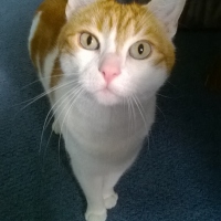 kater22