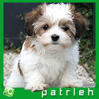 patrleh