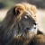 Leo45