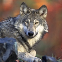 Greywolf81