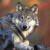 Greywolf81
